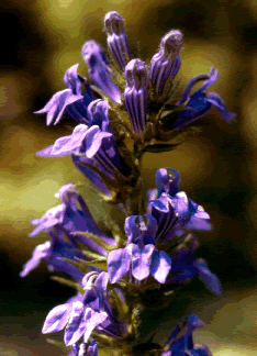 Lobelia s0044